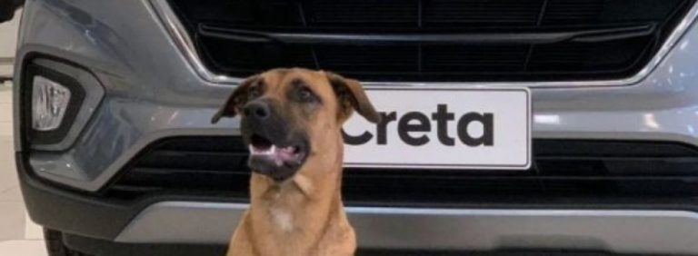 Бездомна собака отримала посаду консультанта в автосалоні Hyundai