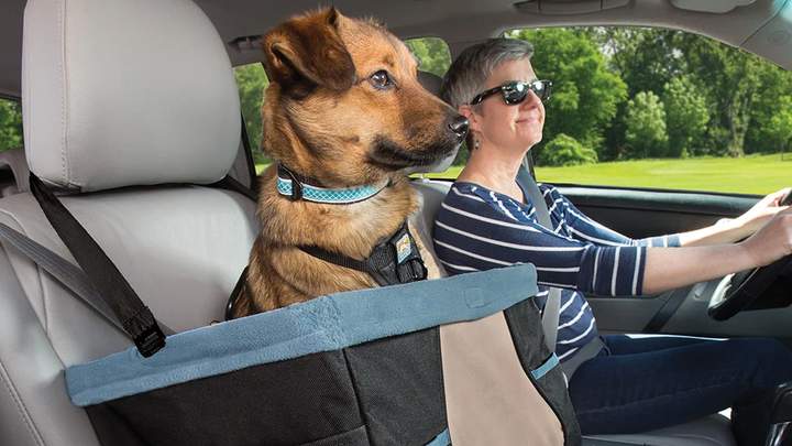 Перевозимо домашніх тварин в автомобілі: безпека і комфорт передусім