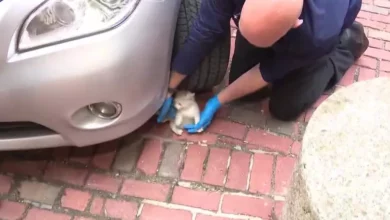 У Бостоні перехожі витягли кошеня, що застрягло в моторному відсіку Infiniti