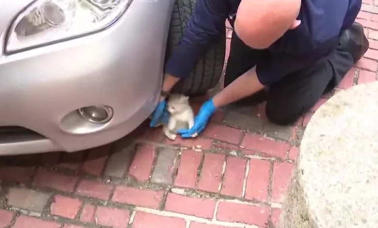 У Бостоні перехожі витягли кошеня, що застрягло в моторному відсіку Infiniti