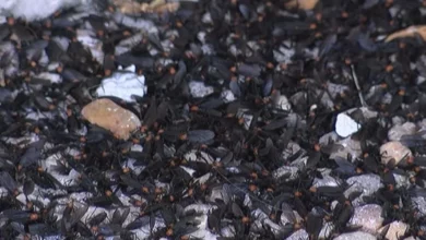 Як захистити авто від нашестя мошок-lovebugs у вересні
