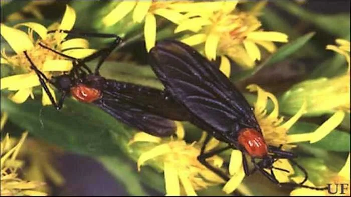 Як захистити авто від масових нашесть мошок lovebugs у Флориді